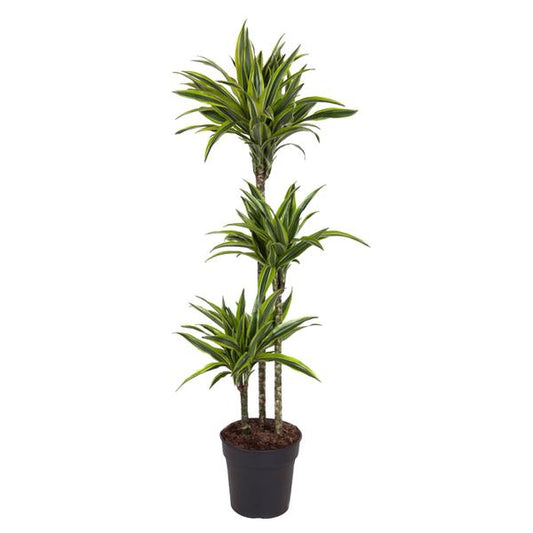 Dracaena Lemon Lime 160 cm in kweekpot, zonder sierpot