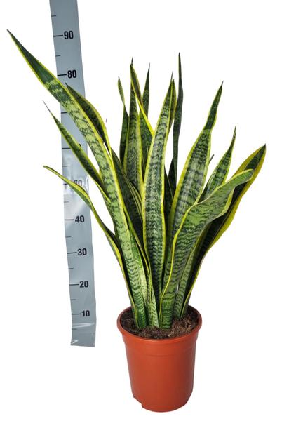 Sansevieria 90 cm in kweekpot, zonder sierpot