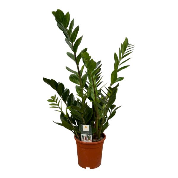 Zamioculcas 70 cm in kweekpot, zonder sierpot